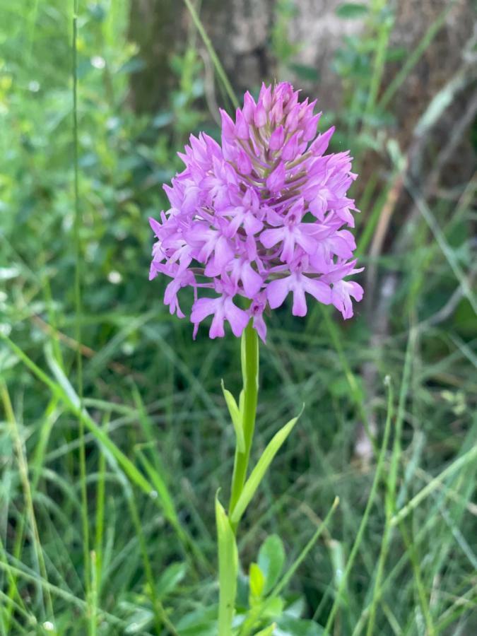 Flower Camping La Pibola Camon  Екстериор снимка